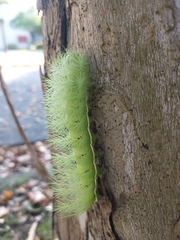 Automeris
