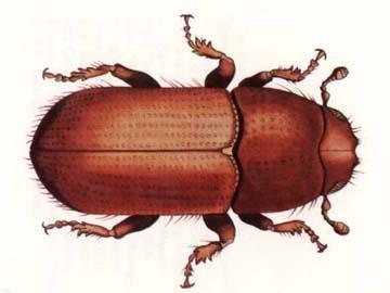 Southern Pine Beetle photo 4