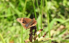 Junonia evarete