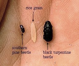 Southern Pine Beetle photo 3