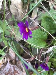 Primula × pruhonicensis