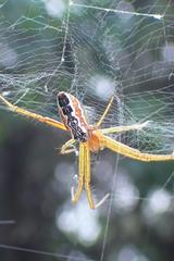 Cyrtophora guangxiensis