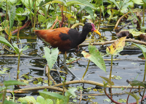 Wattled Jacana