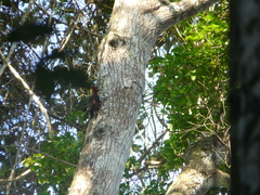 Campephilus rubricollis