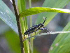 Taeniotes orbignyi