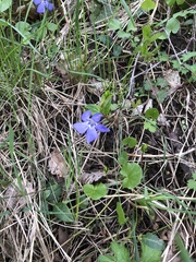 Vinca minor