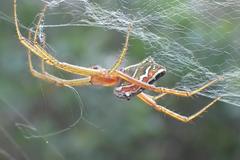 Cyrtophora guangxiensis