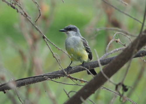 Snowy-throated Kingbird