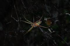 Cyrtophora guangxiensis