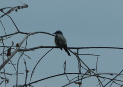 Tyrannus niveigularis