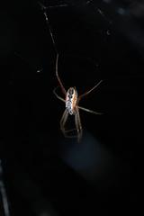 Cyrtophora guangxiensis