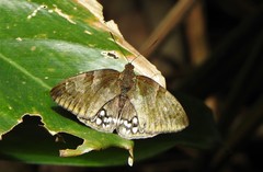 Synpalamides rubrophalaris