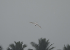 Gelochelidon nilotica