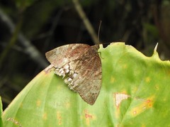 Synpalamides rubrophalaris