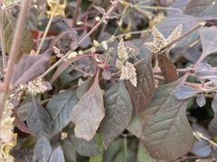 Ouret sanguinolenta