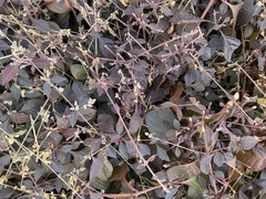 Ouret sanguinolenta
