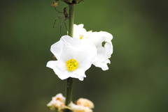 Echinodorus longiscapus