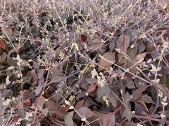 Ouret sanguinolenta