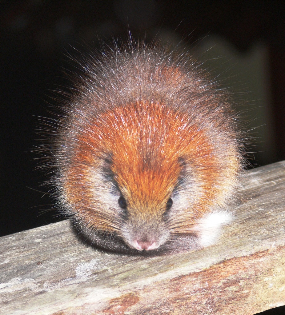Red Crested Soft-furred Spiny-rat