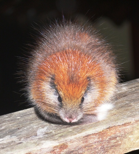Red-crested Tree Rat (Santamartamys rufodorsalis) — Critically Endangered Mammalia