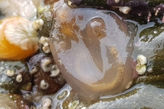 Phlebobranchia