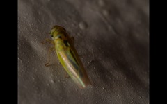 Zyginidia scutellaris