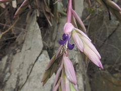 Tillandsia australis