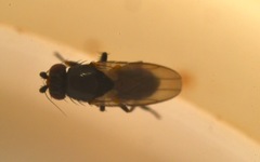 Chaetopodella scutellaris