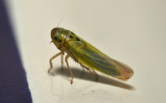 Zyginidia scutellaris