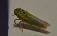 Zyginidia scutellaris