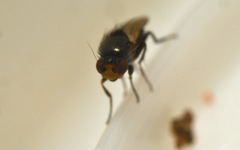 Chaetopodella scutellaris
