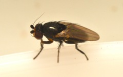 Chaetopodella scutellaris