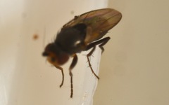 Chaetopodella scutellaris