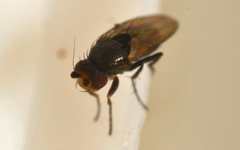 Chaetopodella scutellaris