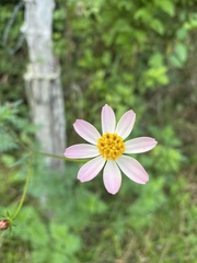 Cosmos caudatus