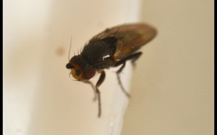 Chaetopodella scutellaris