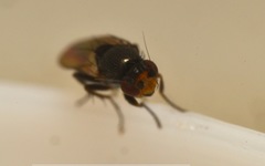 Chaetopodella scutellaris