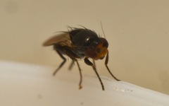 Chaetopodella scutellaris