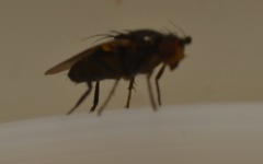 Chaetopodella scutellaris