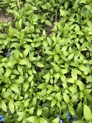 Saponaria officinalis