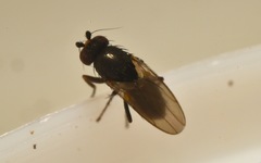 Chaetopodella scutellaris