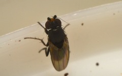 Chaetopodella scutellaris