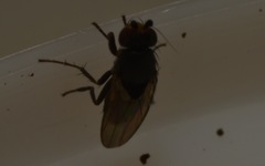 Chaetopodella scutellaris