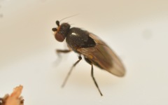 Chaetopodella scutellaris