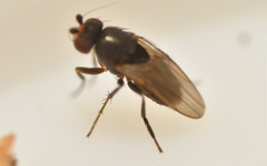 Chaetopodella scutellaris