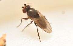 Chaetopodella scutellaris