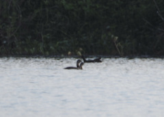 Tachybaptus dominicus