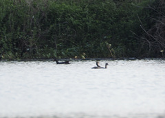 Tachybaptus dominicus