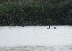 Tachybaptus dominicus