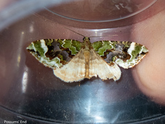 Hydriomena purpurifera